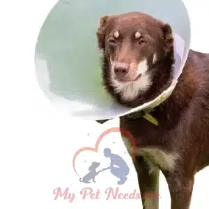 medical collar for pets, cats or dogs